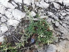 Limonium cordatum