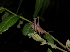 Neduba castanea