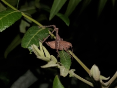 Neduba castanea