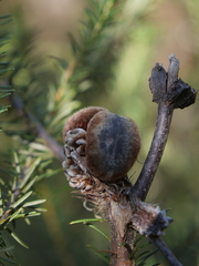 Banksia ericifolia