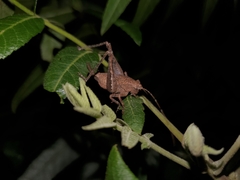 Neduba castanea