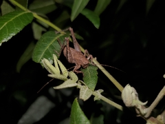 Neduba castanea