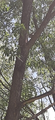 Turdus pilaris