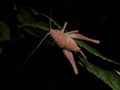 Neduba castanea