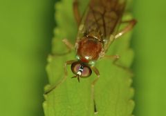 Australoberis refugians