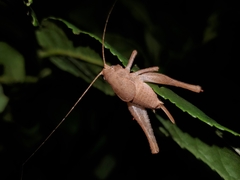 Neduba castanea