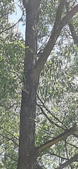 Turdus pilaris