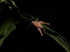 Neduba castanea
