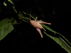Neduba castanea