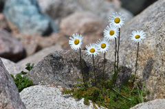 Tanacetum richterioides
