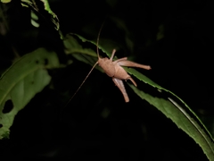 Neduba castanea