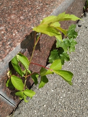 Acer negundo