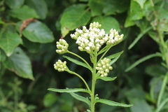 Achillea ptarmicoides