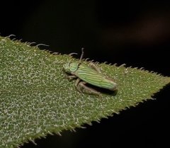 Graphocephala cythura