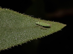 Graphocephala cythura