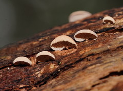 Panellus luxfilamentus
