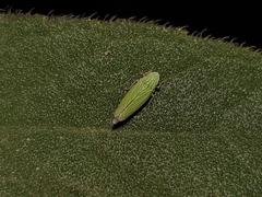 Graphocephala cythura