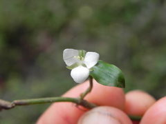 Aneilema biflorum