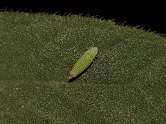 Graphocephala cythura