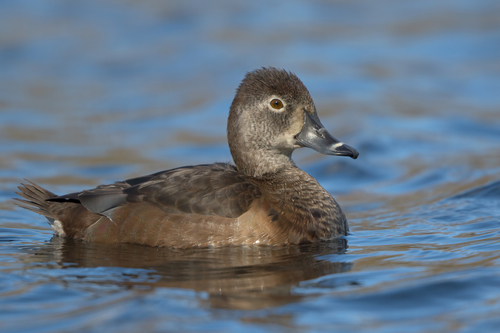 Porrón acollarado (Aythya collaris)