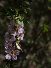 Leptospermum squarrosum