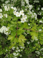 Crataegus pentagyna