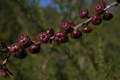 Leptospermum squarrosum