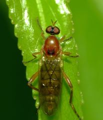 Australoberis refugians