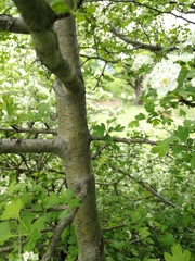 Crataegus pentagyna