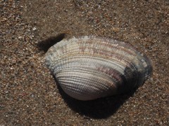 Irus crenatus