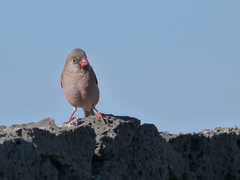 Bucanetes githagineus