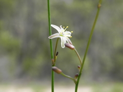 Caesia parviflora parviflora