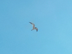 Sterna hirundo longipennis
