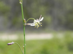Caesia parviflora parviflora