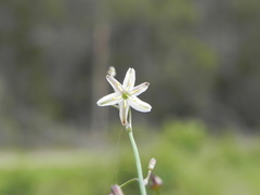 Caesia parviflora parviflora