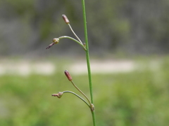 Caesia parviflora parviflora