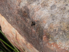 Polyrhachis semiaurata