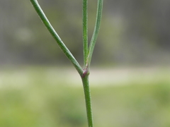 Caesia parviflora parviflora