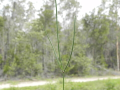 Caesia parviflora parviflora