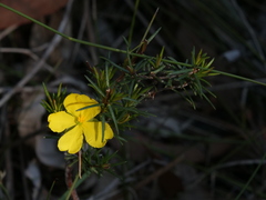 Hibbertia cistiflora