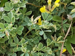 Lotus cytisoides