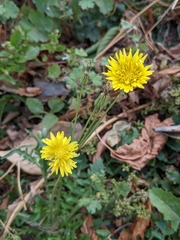 Cichorieae