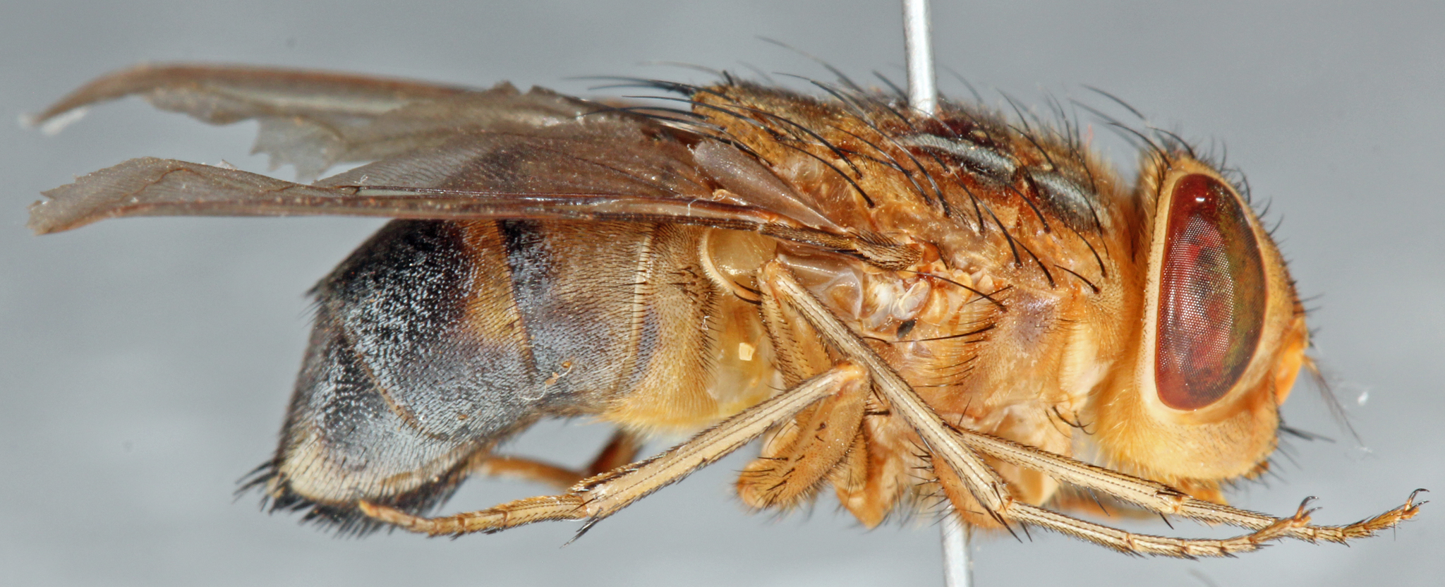 Skin Maggot-fly (Cordylobia anthropophaga) · iNaturalist