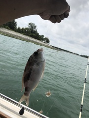 Scolopsis monogramma