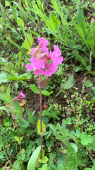 Silene dioica