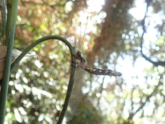 Ascalohybris subjacens