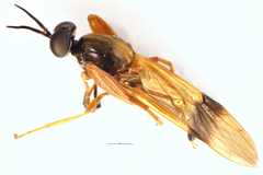 Benhamyia apicalis