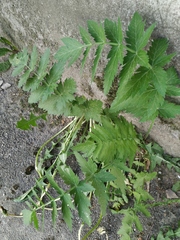 Pastinaca sativa