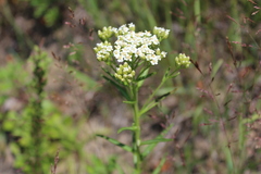 Achillea ptarmicoides
