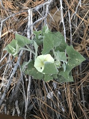 Calystegia malacophylla